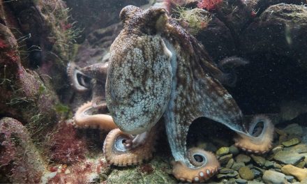 Video: Octopus Fling