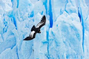 Andean condor with massive wingspan flies over glacier area in Patagonia