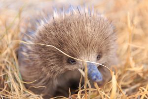 A wild baby echidna in Tasmania, Australia - image