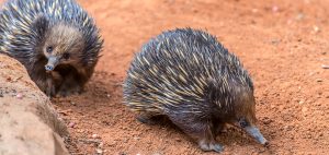 Two Short-beaked Echidnas in Australia walking on red soil