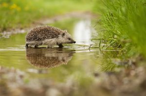 Hedgehog walking through a puddle of water in a grassy field in the summer