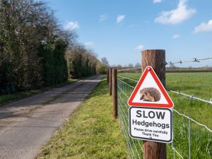 Watching out for our cute small spiky friends. Focus on sign so stands out from background with is blurred. Hedgehog caution sign