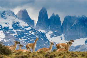 Patagonia, herd of guanacos with Paine Towers in background, Torres Del Paine National Park.