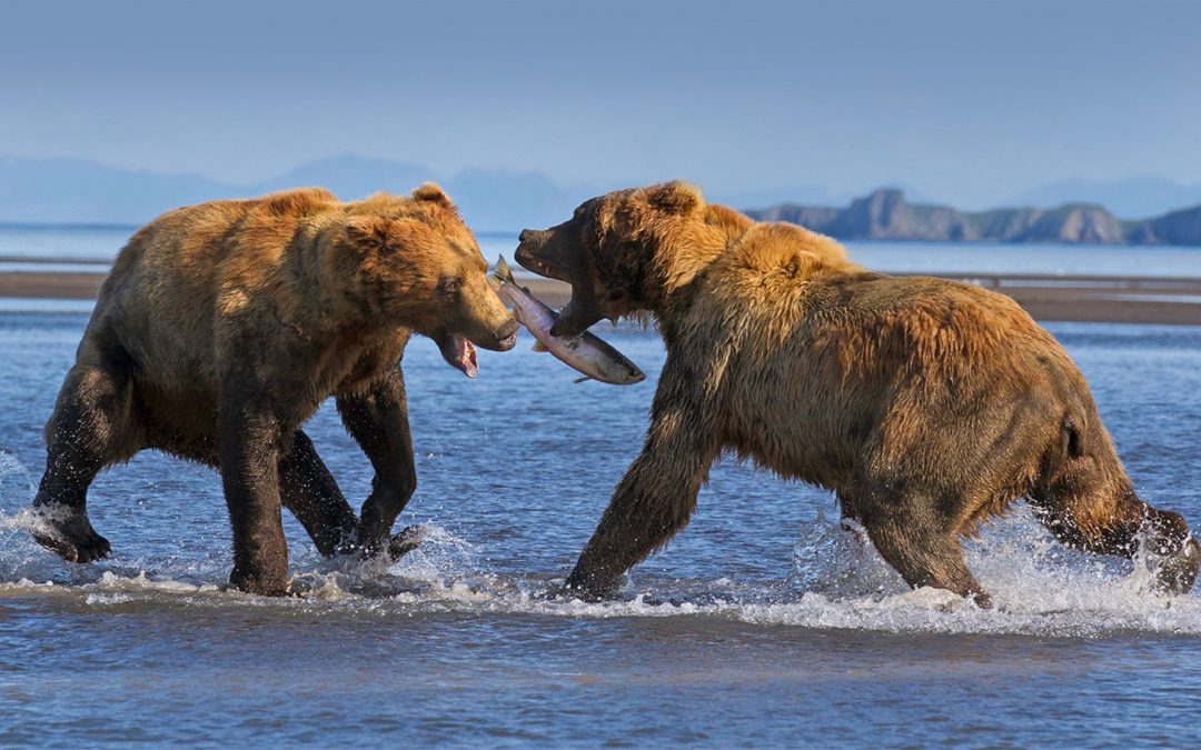 The EPA Blocks Pebble Mine: Bristol Bay and Its Bears Are Saved!