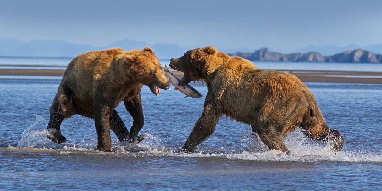 The EPA Blocks Pebble Mine: Bristol Bay and Its Bears Are Saved!