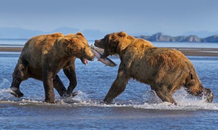 The EPA Blocks Pebble Mine: Bristol Bay and Its Bears Are Saved!