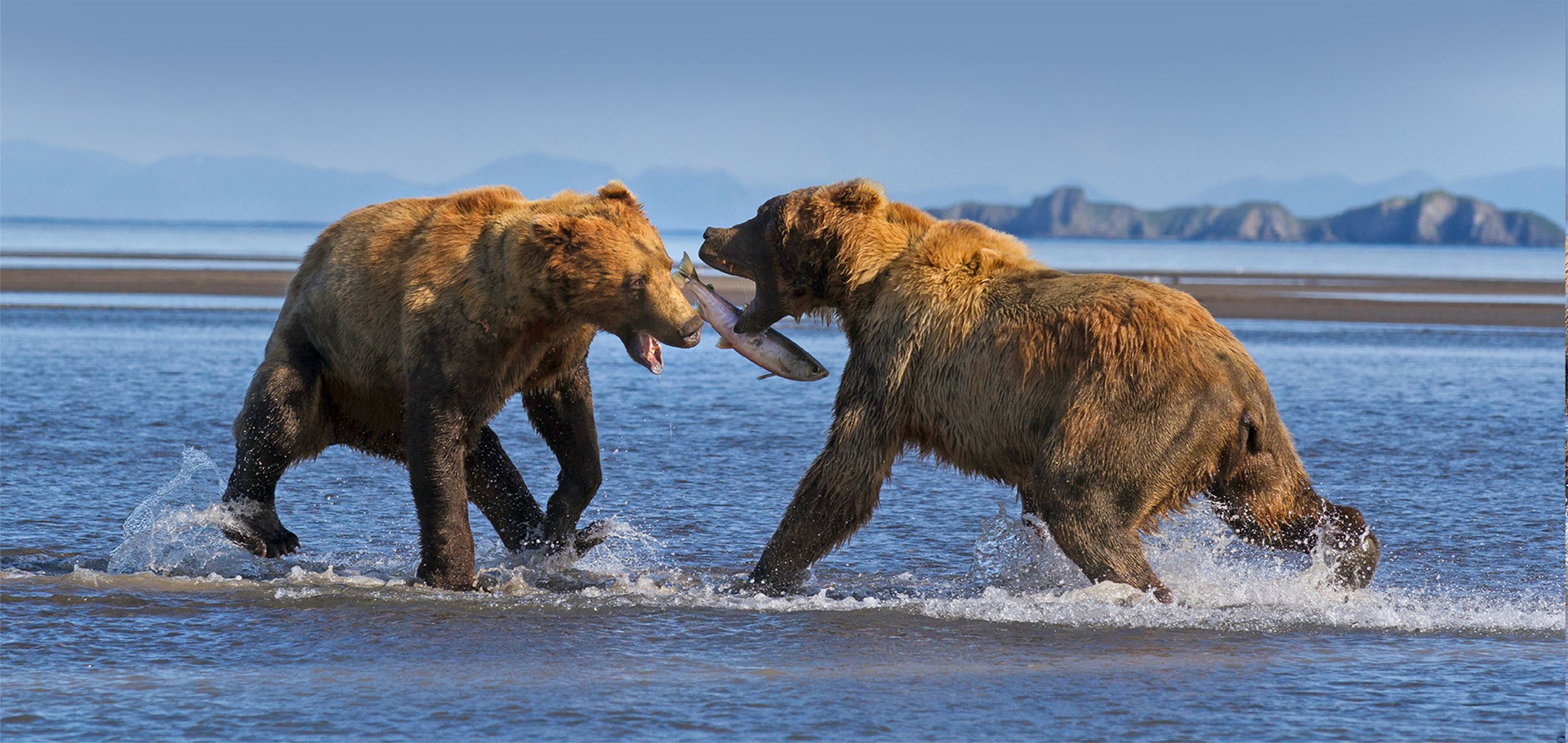 Alaska grizzly brown bears fight and battle over salmon trout fish in coastal national park wildlife photography