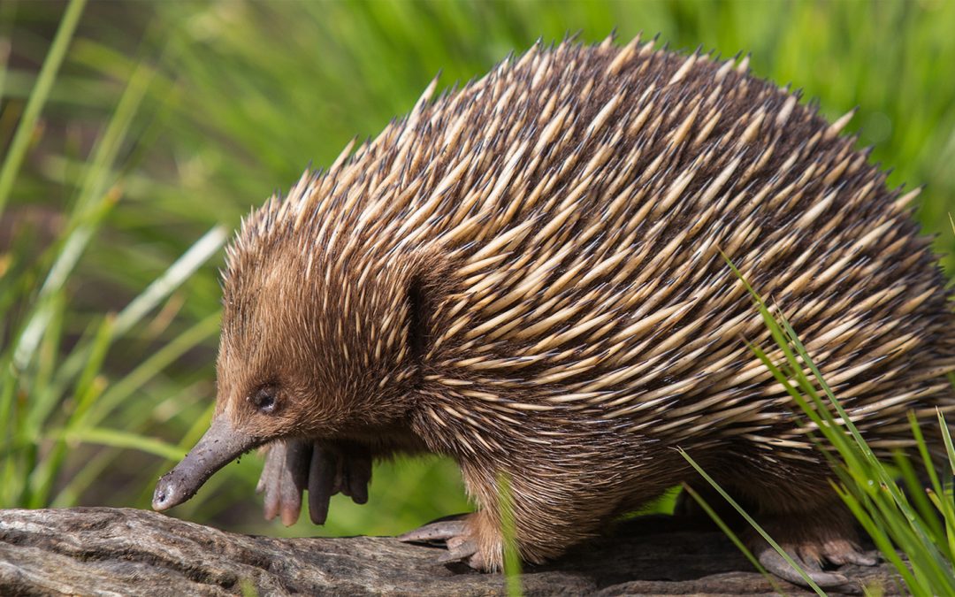 What’s the Difference Between Echidnas, Hedgehogs and Porcupines?