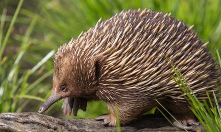 What’s the Difference Between Echidnas, Hedgehogs and Porcupines?