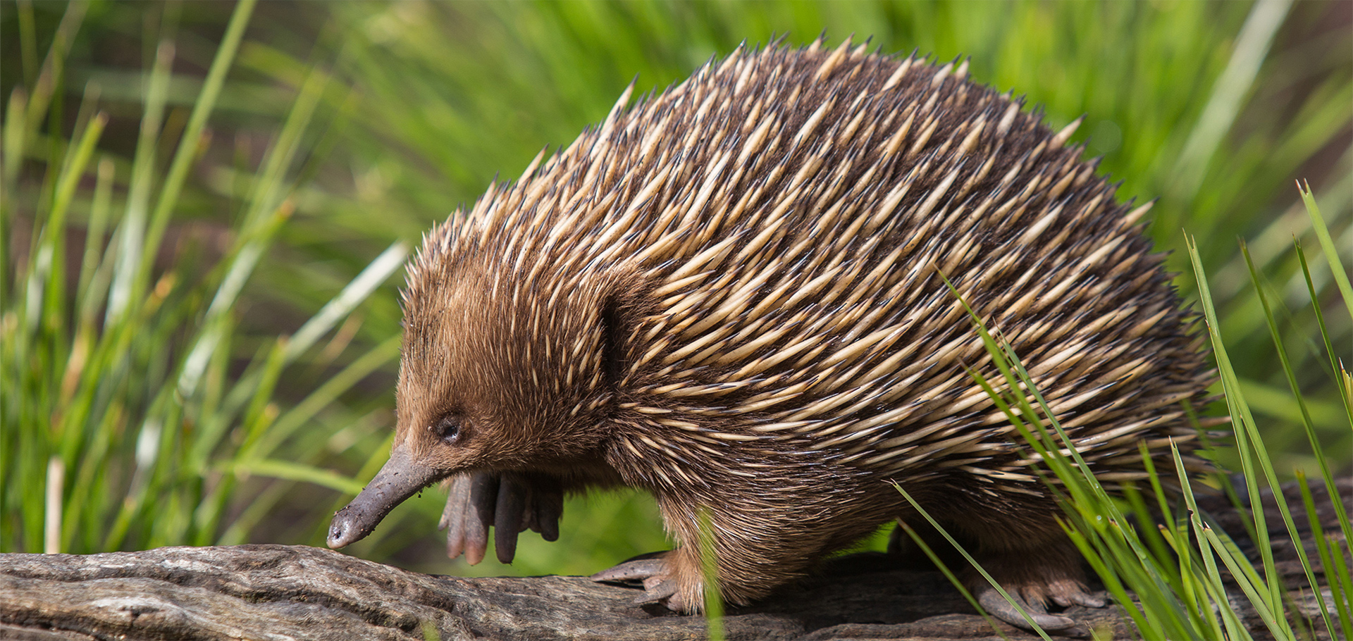 Echidna walking across log in grassy field short-beaked searching for insects