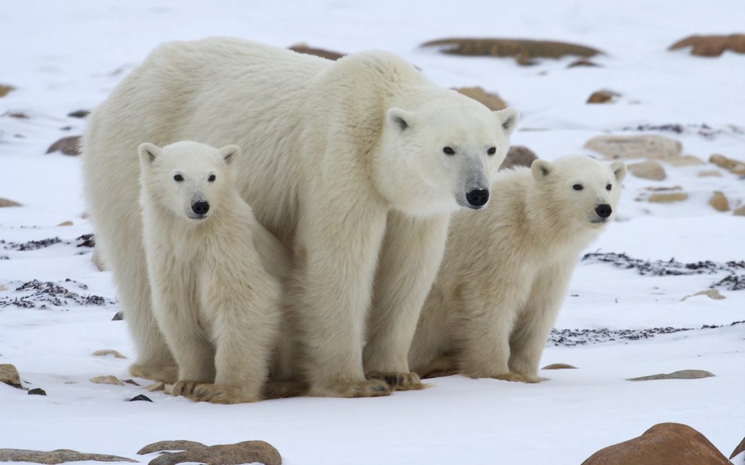 Act Now to Witness the Wonder of Polar Bears in Churchill