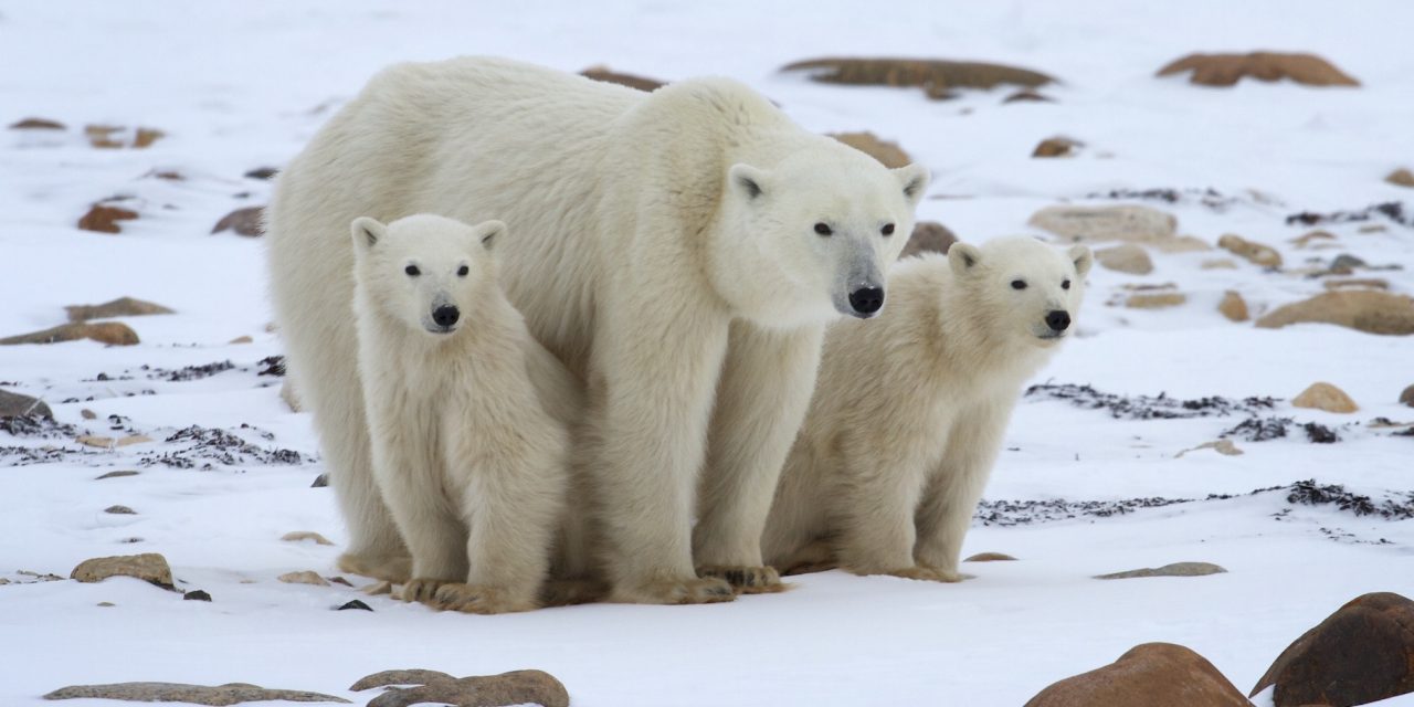 Act Now to Witness the Wonder of Polar Bears in Churchill
