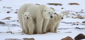 Mother polar bear and two cubs on the snowy tundra in Churchill, Manitoba, Canada