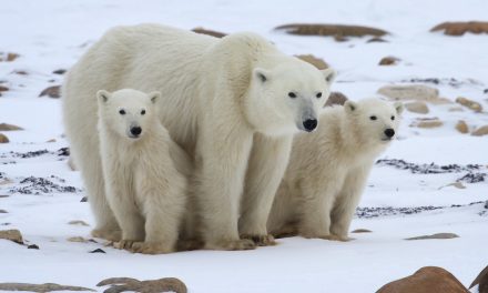 Act Now to Witness the Wonder of Polar Bears in Churchill