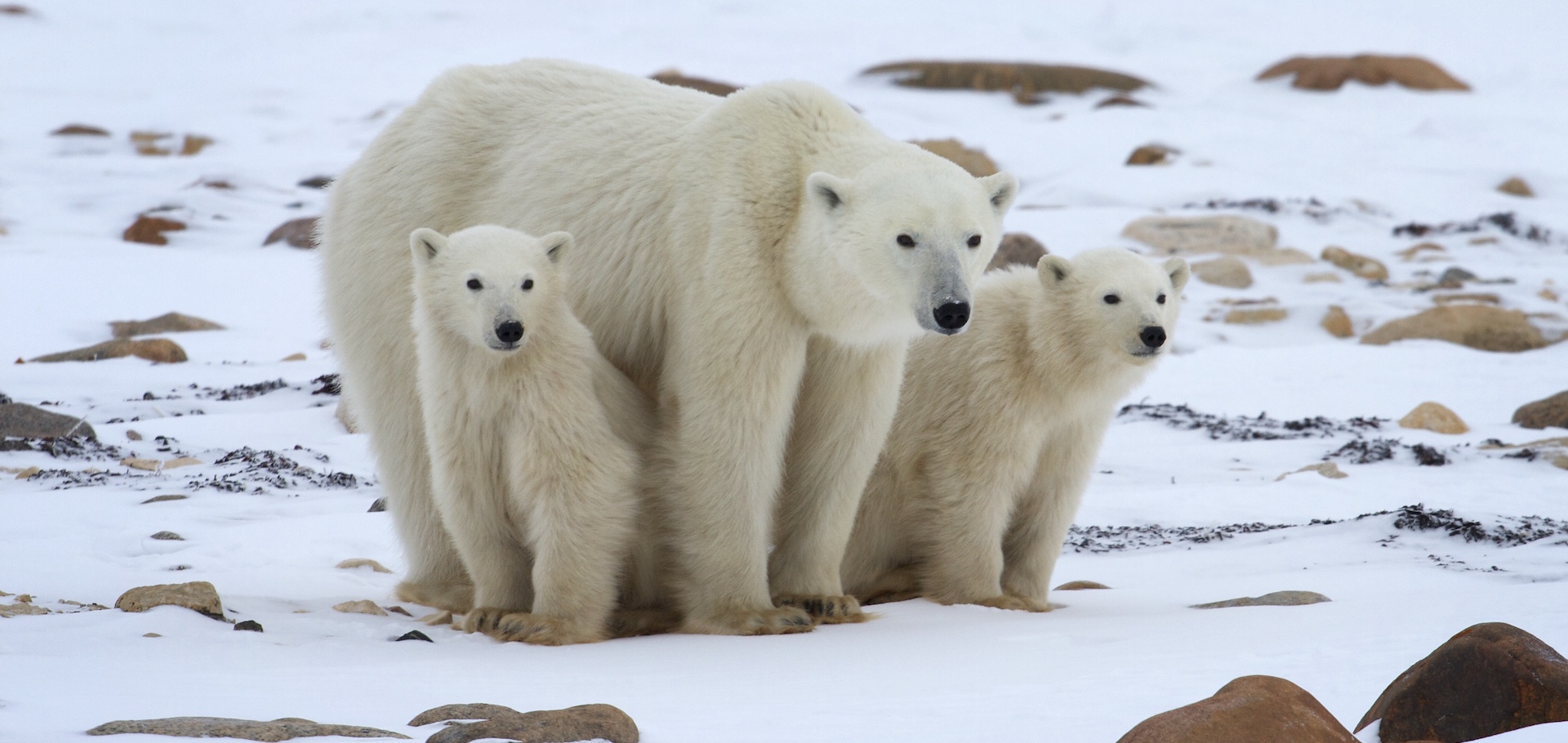 Mother polar bear and two cubs on the snowy tundra in Churchill, Manitoba, Canada