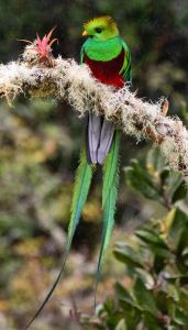 Quetzal in central Costa Rica