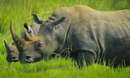 Privately Caring for Rhinos and Publicly Tolerating Tigers