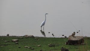 Snowy white egret in water standing tall in India