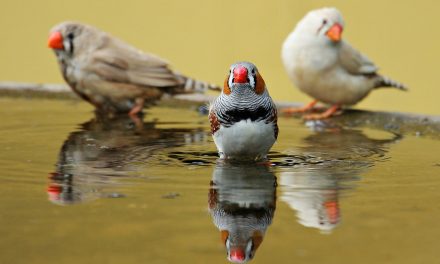 Nuisance Noise, Underwater and in the Air