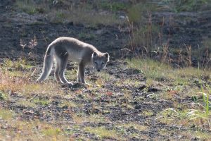 Their burrows are often nestled on rocky and steep cliff faces so predators cannot access them. This Arctic fox was spotted only a few miles from some of the puffins in my photos.