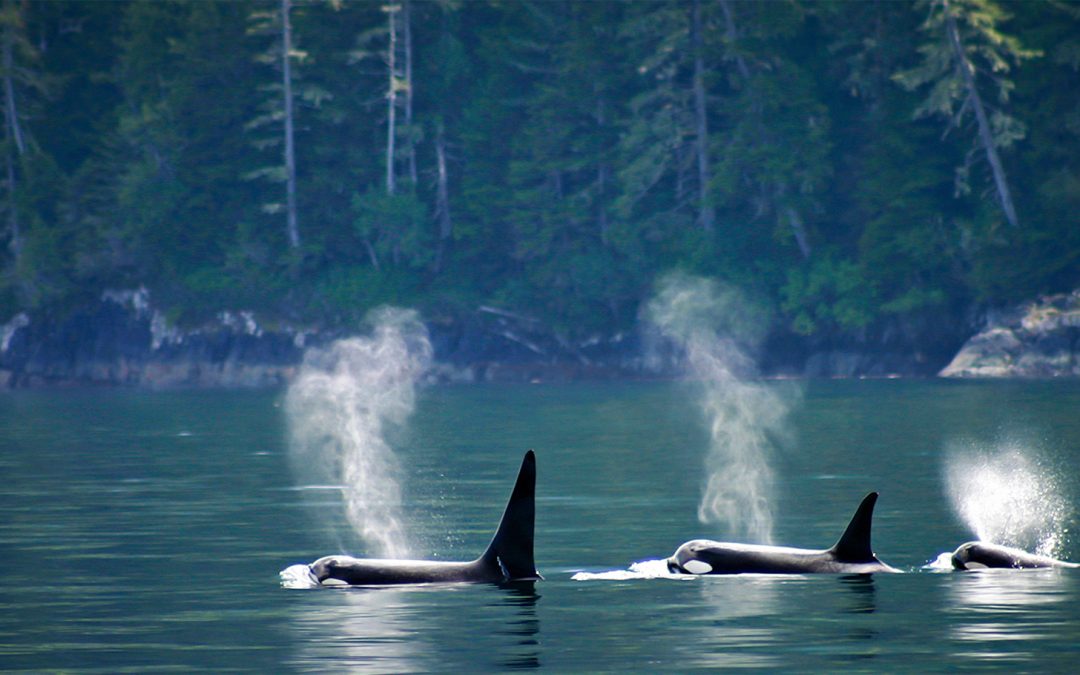 Haida Gwaii: An Ecological Wonderland