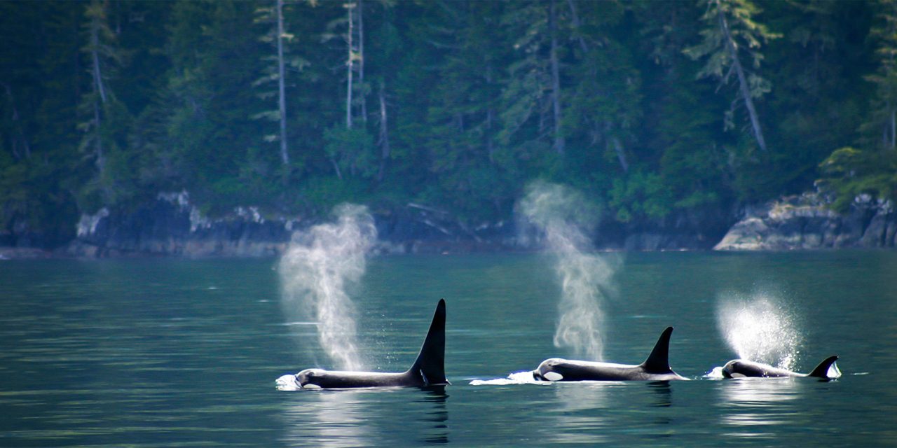 Haida Gwaii: An Ecological Wonderland
