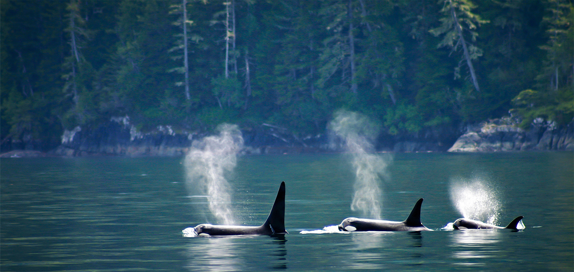 Three orcas in a row, telegraph cove at Vancouver island, Britis