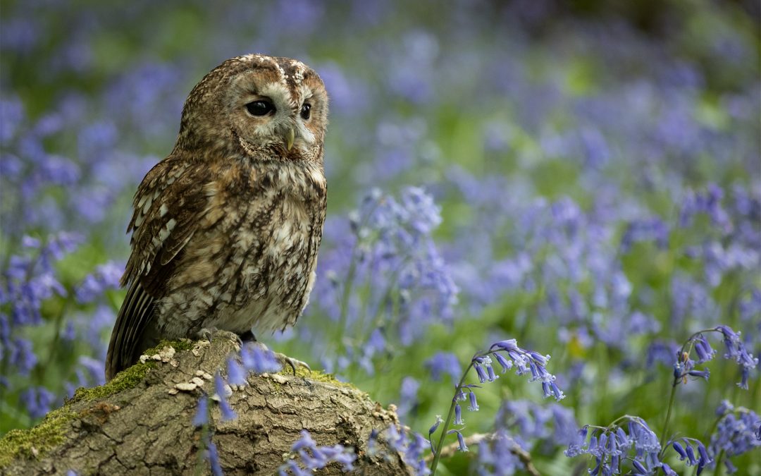 Healthy Soil, Food & People: Nurturing Biodiversity and Community in the Cotswolds