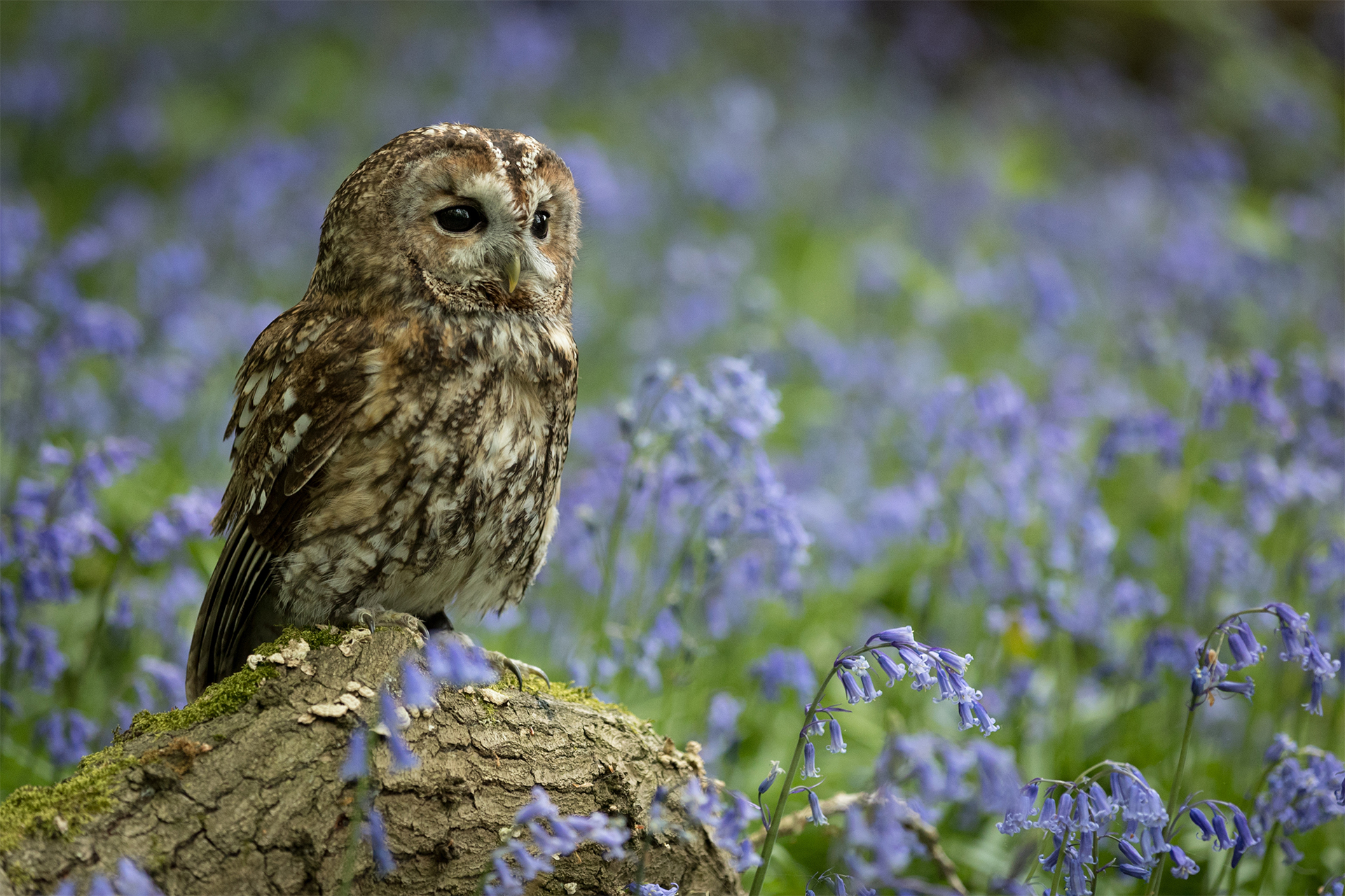Tawny Owl perched on branch in bluebell wood.