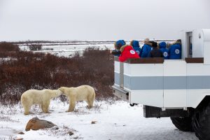great bear tour in churchill canada travelers photograph two polar bears kissing