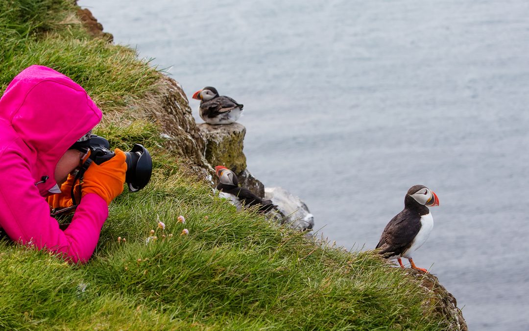 Photographing Iceland’s Puffins