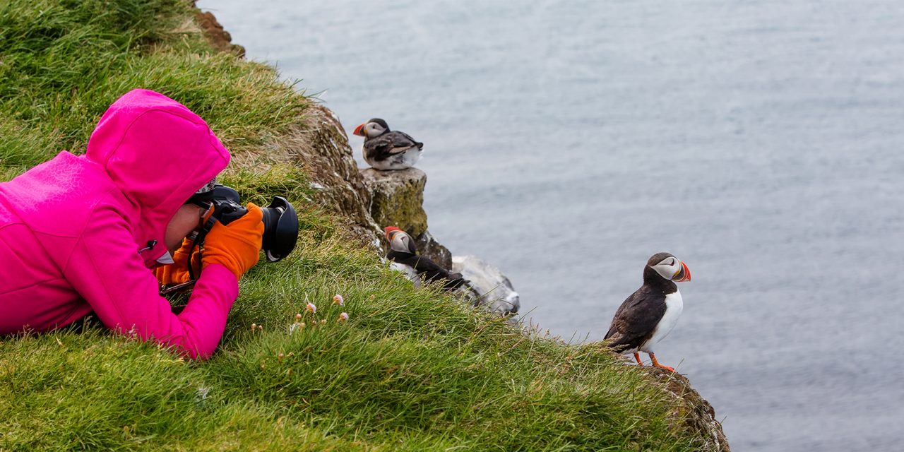 Photographing Iceland’s Puffins