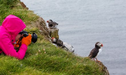 Photographing Iceland’s Puffins