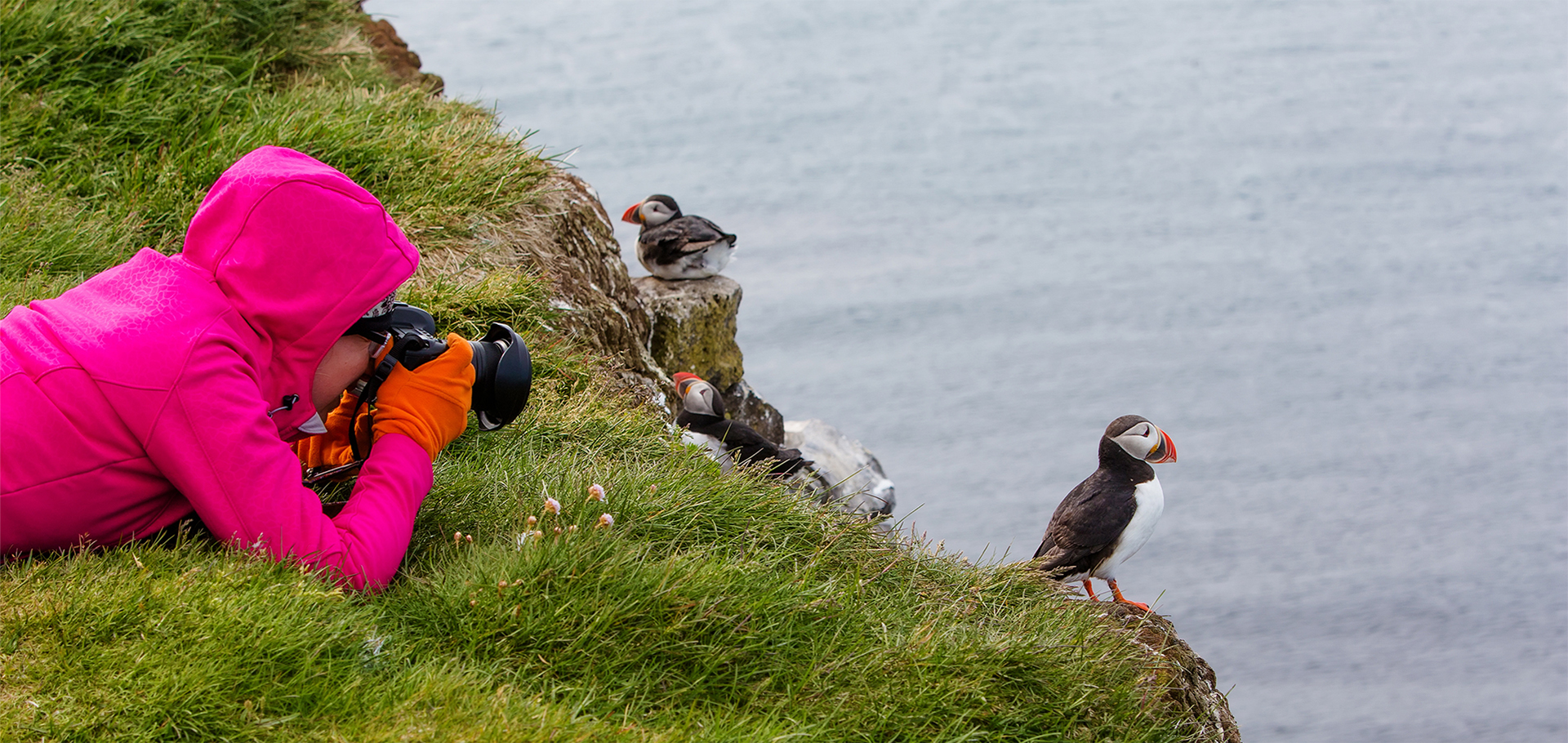 Woman photograph Atlantic puffins in Iceland