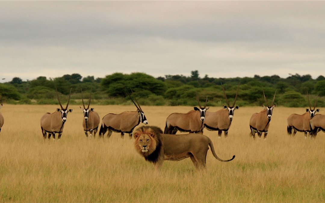 My South Africa Adventure: The Trip of a Lifetime