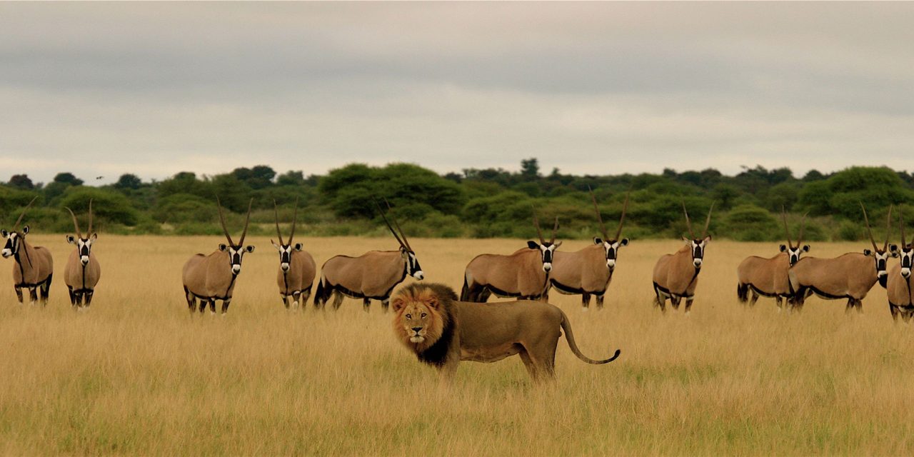 My South Africa Adventure: The Trip of a Lifetime