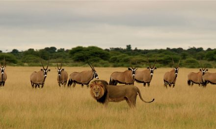 My South Africa Adventure: The Trip of a Lifetime