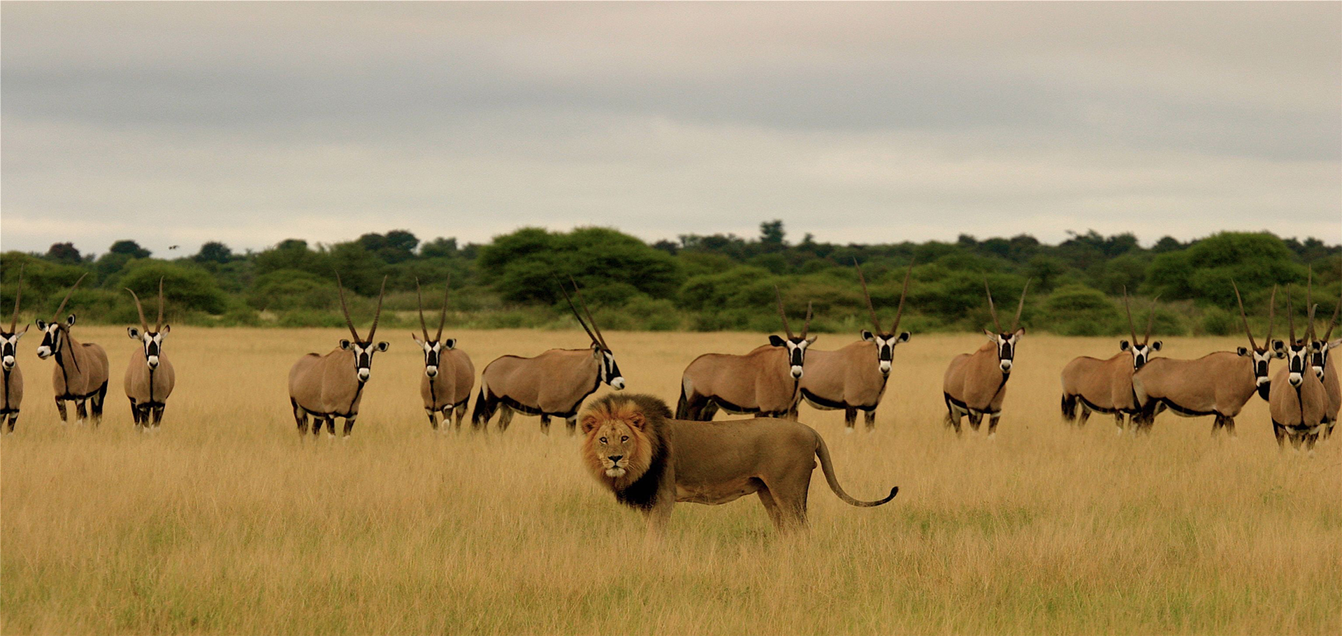 Majestic male lion stands before a line of sable antelope
