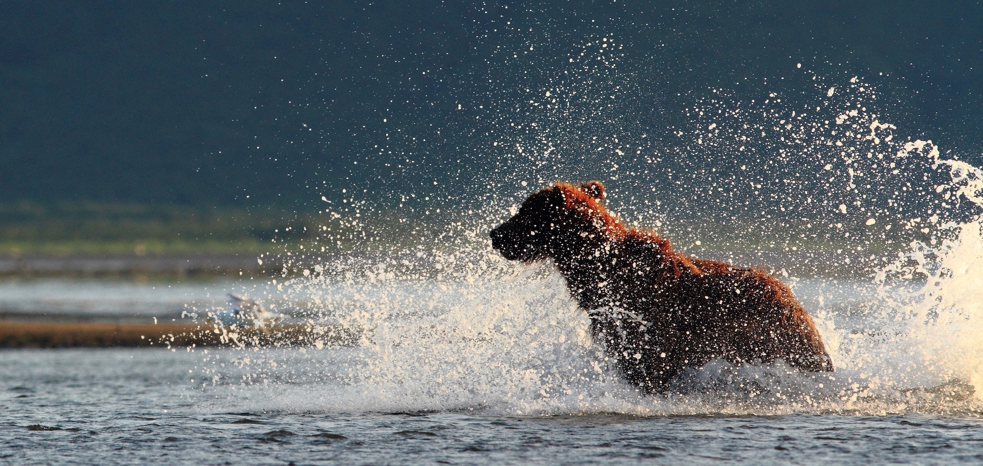 A brown bear shakes off water in Alaska