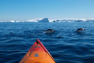 Kayak and diving penguins (Antarctica)