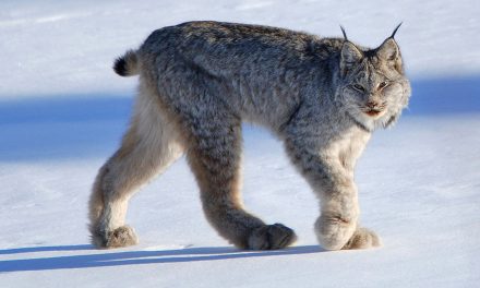Glacier National Park Has More Canada Lynx Than Expected