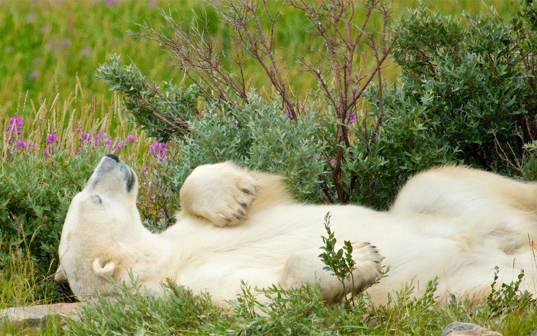 Spend an Arctic Summer with Churchill’s Belugas & Bears