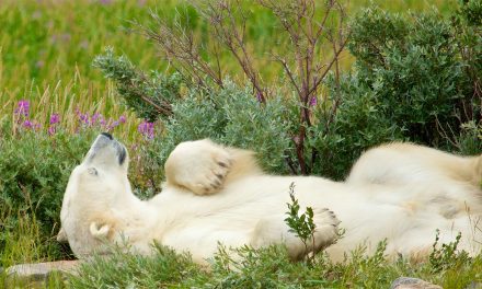 Spend an Arctic Summer with Churchill’s Belugas & Bears