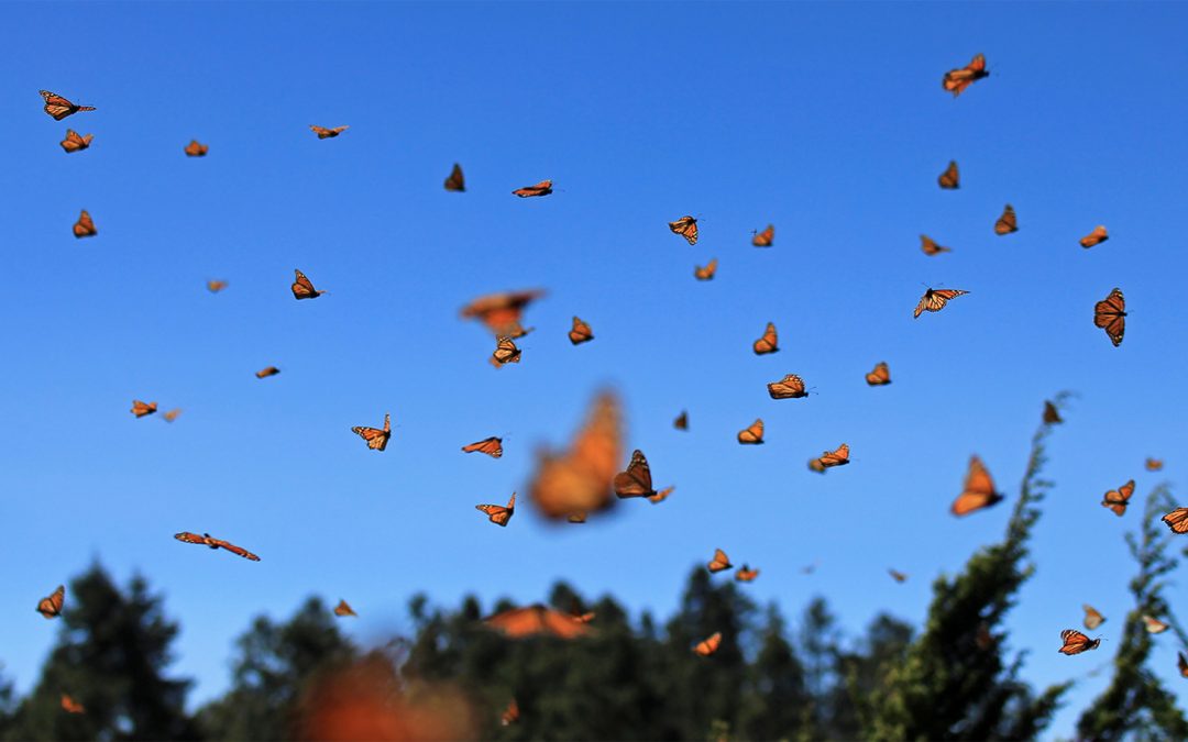 The Magic of Mexico’s Monarch Butterfly Sanctuaries