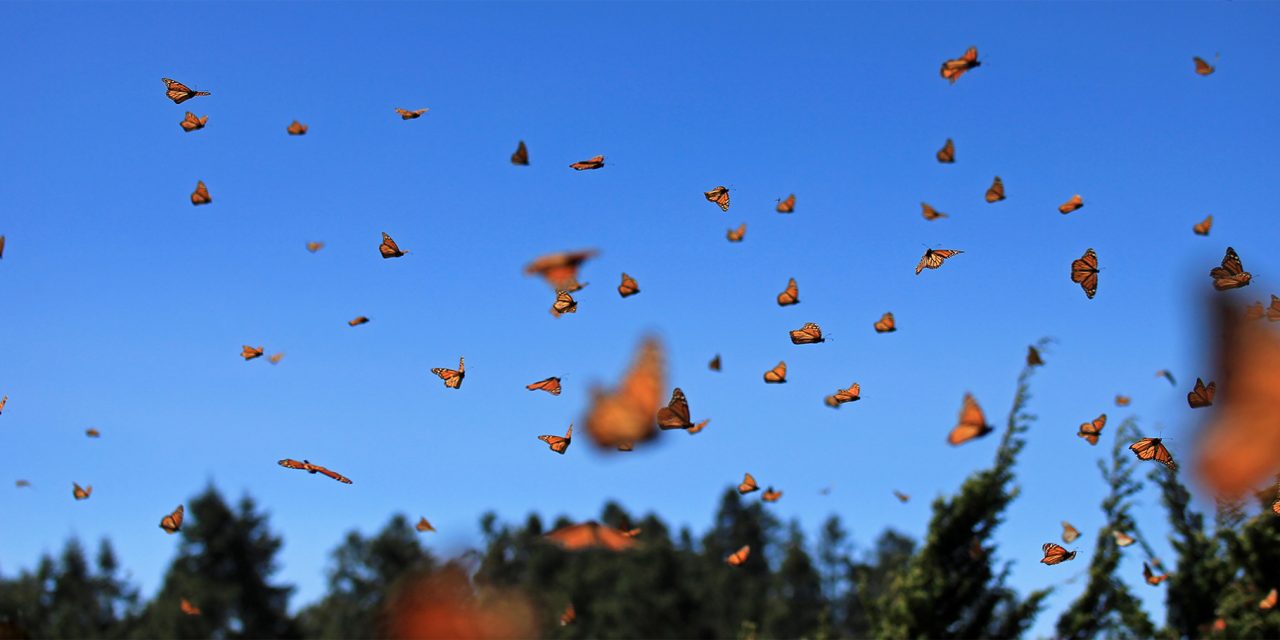The Magic of Mexico’s Monarch Butterfly Sanctuaries