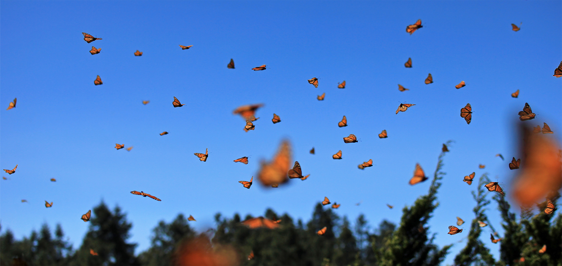 Monarch Butterflies in Michoacan, Mexico, millions are migrating every year and waking up with the sun.