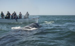 A gray whale greets Nat Hab travelers during a Great Gray Whales of Baja trip