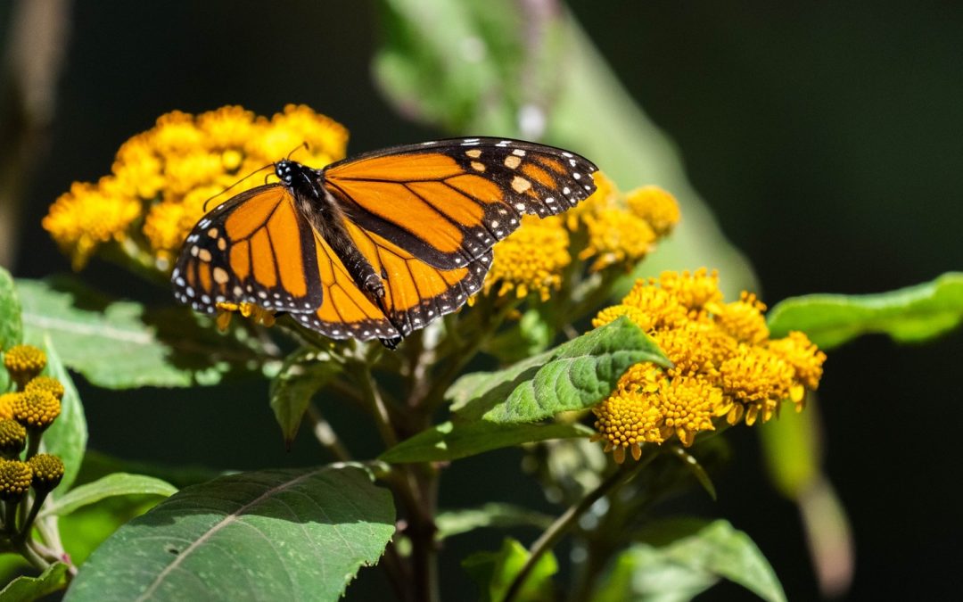 WWF-Mexico Reports Show Monarch Butterflies in Trouble (Plus How to Help)