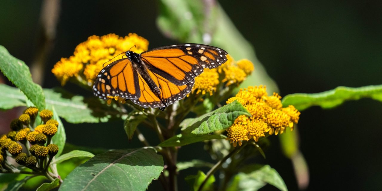 WWF-Mexico Reports Show Monarch Butterflies in Trouble (Plus How to Help)