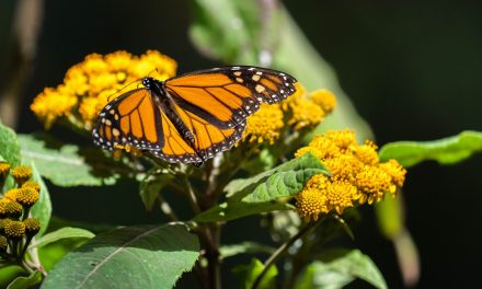 WWF-Mexico Reports Show Monarch Butterflies in Trouble (Plus How to Help)